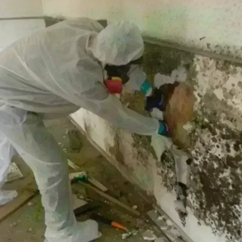 Mold Remediation and Removal in Coal Hill, AR